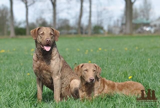 Foto von Elli Winter, moorhunde.de, vielen Dank, Elli!